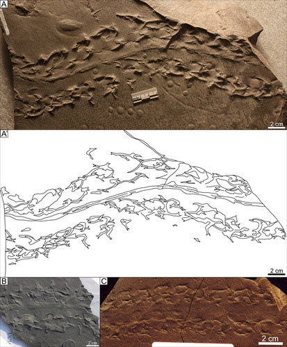 Figure 10. Kouphichnium aspodon with tail drag: A) UCM 1072 (NLMNH 13199); [Counterpart UCM 1070 (AMNH 6); not figured] B) Shallow underprint of Kouphichnium aspodon with tail drag, UCM 2902 (MSC uncatalogued) C) Shallow underprint of Kouphichnium aspodon with tail drag transitioning to Kouphichnium aspodon without a tail drag, UCM 662 (MSC uncatalogued).
