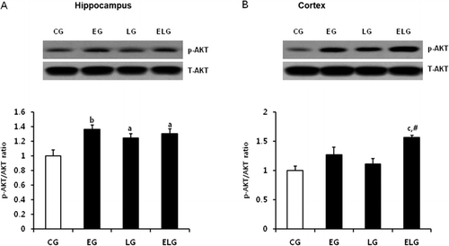 Figure 5. Changes in AKT protein expression in the hippocampus and cortex after low-intensity treadmill exercise and bright light exposure. Western blots of p (phospho)-AKT and T (total)-AKT proteins from lysates of rat hippocampus (A) and cortex (B) and their quantification. a, p < 0.05, b, p < 0.01, c, p < 0.001 vs. control group and #p < 0.01 vs. exercise group and light group. CG, control group; EG, exercise group; LG, light group; ELG, exercise plus light group.