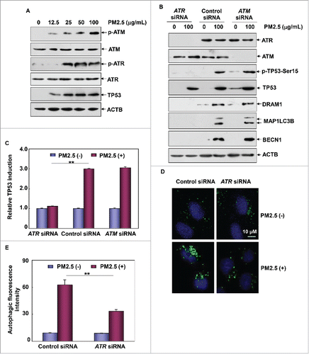 Figure 6. ATR was required for the induction of TP53-dependent autophagy in Beas-2B cells upon PM2.5 exposure. (A) Beas-2B cells were treated as described in Fig. 1A, and then the activation status of ATM and ATR was determined. (B) Beas-2B cells were transfected with ATR siRNA, ATM siRNA or control siRNA; then, cells were treated with PM2.5 (100 μg/mL) 36 h after transfection. The activation status of TP53 and the expression levels of ATR, ATM, DRAM1, BECN1 and MAP1LC3B were examined 24 h after PM2.5 exposure. (C) Beas-2B cells stably transfected with TP53-dependent luciferase reporter were transfected with ATR siRNA, ATM siRNA or control siRNA; then exposed to PM2.5 (100 μg/mL) 36 h after transfection. The induction of TP53-dependent luciferase activity was determined 12 h after PM2.5 exposure (**, P < 0.01). (D and E) Beas-2B cells were transfected with ATR siRNA or control siRNA and then treated with PM2.5 (100 μg/mL) 36 h after transfection. The autophagy signals were detected as described in Fig. 2C and 2D (**, P < 0.01). p, phosphorylated.