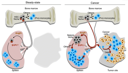 Figure 1. Tumor remote control of hematopoietic stem cells and macrophagic progenitors through angiotensin II. In steady-state conditions, hematopoietic stem cells (HSCs) and macrophagic progenitors typically reside in bone marrow niches and generate (pro-)monocytes. A small number of HSCs constantly enter the circulation, extravasate at distant sites and migrate through peripheral tissues, including the spleen. Under normal conditions, these cells can re-enter the blood and ultimately, return to their niches in the bone marrow. The process of cell recirculation is controlled at least in part by a chemotactic gradient of sphingosine-1-phosphate (S1P) that is established between peripheral tissues, lymphatics and the blood, where S1P concentrations is the highest. Thus, in steady-state conditions, only a few HSCs can be found in the spleen. Multiple types of cancer including lung adenocarcinomas produce angiotensin II (AngII), which directly signals through the AGTR1A receptor expressed on HSCs. This induces the downregulation of the S1P receptor 1 (S1P1), hence reducing the ability of HSCs to sense the S1P gradient. In these conditions, HSCs accumulate in the spleen where they give rise to monocytes. By continuously producing monocytes, the spleen can contribute TAMs throughout tumor progression. Thus, tumors can directly exploit the endocrine system to promote tumor progression. Drugs that interfere with the AngII pathway (or perhaps with S1P1 signaling) may hence become therapeutic options for treating lung cancer patients in whom this pathway is elevated.