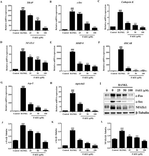 Figure 3. Effect of FAEE on the expression of osteoclastogenesis-associated genes and proteins (A-I). FAEE inhibited RANKL-induced mRNA expression of TRAP (A), c-Src (B), Cathepsin K (C), Nuclear factor of activated T cells c1 (NFATc1) (D), Matrix metalloproteinase 9 (MMP-9) (E), The osteoclast-associated receptor (OSCAR) (F), Acp-5 (G), and Atp6v0d2 (H) in RAW 264.7 cells as determined by qRT-PCR. FAEE inhibited RANKL-induced protein expression of c-Fos, c-Src and NFATc1 (I) as determined by western blotting. Quantitative ratio of c-Fos (J), c-Src (K) and NFATc1 (L) to the band strength of β-Tubulin. Data are the mean ± SEM of triplicate experiments. ### p < 0.001 versus RAW 264.7 cells without RANKL, ** p < 0.01 and *** p < 0.001 versus RAW 264.7 cells with RANKL alone.