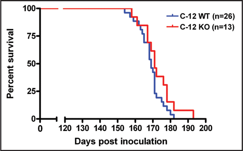 Figure 2 The survival after prion inoculation of C12 WT (either +/+ or +/− for C12) and KO. The median survival for C12 WT was 169 days and median survival for C12 KO was 171 days (p = 0.13, log rank test).