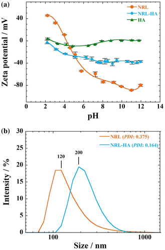 Figure 1 (a) Zeta potential vs. pH of NRL and NRL-HA nanoparticles in water (0.01 wt.%). For comparison, the precipitated HA without NRL particles is shown (0.01 wt.%). Results are expressed as mean ± S.D. (Standard deviation) (n = 5). (b) Particle size distribution with PDI of NRL and NRL-HA after biomineralization at concentration of 0.01 wt.% at pH 7.4