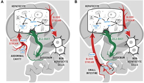 Figure 10 Schema of putative routes of nanoparticle silver following intraperitoneal (A) and oral (B) injection of AgNPs in mammalian organism and inside hepatocytes. The only difference between the intraperitoneal and oral delivery of silver from nanoparticles into the bloodstream is that silver is transported through enterocytes using CTR1 when administered orally (see text for details). It should be noted that in humans, rats, and mice the roles of α2MG in Cu(II) transport may be different; data from Hellman and Gitlin,Citation63, Cabrera et al,Citation77 and Garcia-Ferrer et al.Citation84