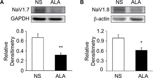 Figure 7 ALA downregulated NaV1.7 and NaV1.8 expression.Notes: (A) Western blots for NaV1.7 of T13-L2 DRGs from NS- and ALA-treatment rats. Bar graph showed mean density relative to GAPHD for NaV1.7. ALA treatment greatly reduced expressions of NaV1.7 (n=4 for each group, **p<0.01, compared with NS, two-sample t-test). (B) Western blots for NaV1.8 of T13-L2 DRGs from NS- and ALA-treatment rats. Bar graph showed mean density relative to β-actin for NaV1.8. ALA treatment greatly reduced expressions of NaV1.8 (n=5 for NS group, n=4 for ALA group, *p<0.05, compared with NS, two-sample t-test).