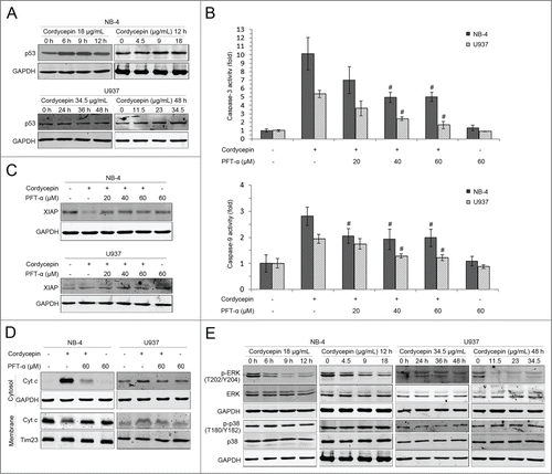 Figure 3. Effects of cordycepin on p53 and MAPK signaling pathways. (A) NB-4 cells were treated with 18 μg/mL (71.6 μM) cordycepin for 6 h, 9 h and 12 h, or treated with 4.5 μg/mL (17.9 μM), 9 μg/mL (35.8 μM), 18 μg/mL (71.6 μM) cordycepin for 12 h. U937 cells were treated with 34.5 μg/mL (137.3 μM) cordycepin for 24 h, 36 h, and 48 h, or treated with 11.5 μg/mL (45.8 μM), 23 μg/mL (91.5 μM), 34.5 μg/mL (137.3 μM) cordycepin for 48 h. Whole cell lysates were evaluated by Western blot analysis with anti-p53 antibody. (B) NB-4 cells were preincubated with PFT-α for 2 h before treatment with 18 μg/mL (71.6 μM) cordycepin for another 12 h. U937 cells were preincubated with PFT-α for 1 h before treatment with 34.5 μg/mL (137.3 μM) cordycepin for another 48 h. Extracts from cells were assayed for caspase-3/9 activity by using colorimetric assay. #, P <0.05 vs. cordycepin treated group. Each data point represents the mean ± SD of 3 independent experiments. (C) NB-4 cells were preincubated with PFT-α for 2 h before treatment with 18 μg/mL (71.6 μM) cordycepin for another 9 h. U937 cells were preincubated with PFT-α for 1 h before treatment with 34.5 μg/mL (137.3 μM) cordycepin for another 48 h. Whole-cell lysates were analyzed by Western blot with anti-XIAP antibody. (D) NB-4 cells were preincubated with PFT-α for 2 h before treatment with 18 μg/mL (71.6 μM) cordycepin for another 12 h. U937 cells were preincubated with PFT-α for 1 h before treatment with 34.5 μg/mL (137.3 μM) cordycepin for another 48 h. Cytosolic and membrane fractions were generated as described in Materials and Methods. Cytochrome c was detected by Western blot analysis. (E) NB-4 cells were treated with 18 μg/mL (71.6 μM). cordycepin for 6 h, 9 h and 12 h, or treated with 4.5 μg/mL (17.9 μM), 9 μg/mL (35.8 μM), 18 μg/mL (71.6 μM) cordycepin for 12 h. U937 cells were treated with 34.5 μg/mL (137.3 μM) cordycepin for 24 h, 36 h, and 48 h, or treated with 11.5 μg/mL (45.8 μM), 23 μg/mL (91.5 μM), 34.5 μg/mL (137.3 μM) cordycepin for 48 h. Whole cell lysates were evaluated using Western blot analysis with the indicated antibodies.