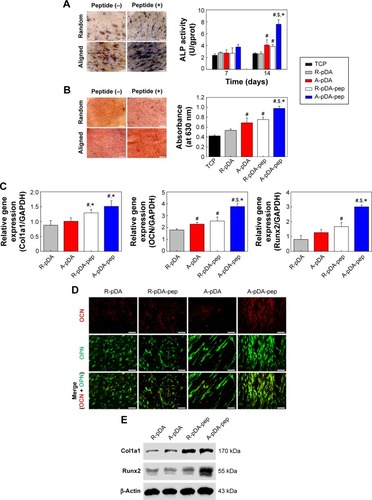 Figure 5 The effect of functionalized nanofibers on osteogenic differentiation of hMSCs under non-osteoinductive condition.Notes: (A) Representative staining of ALP on day 14 and determination of ALP activity at 7 and 14 days. (B) ARS staining and determination of calcium deposition on day 21. (C) RT-qPCR analysis for osteo-specific genes on day 14. (D) Representative immunofluorescent images of OCN (green) and OPN (red) in different groups on day 14. Scale bars indicate 100 μm. (E) Western blot analysis of Col1a1 and Runx2 expression in hMSCs on different samples. #Compared with R-pDA, P<0.05; *compared with A-pDA, P<0.05; $compared with R-pDA-pep, P<0.05.Abbreviations: hMSCs, human mesenchymal stem cells; ALP, alkaline phosphatase; ARS, Alizarin Red S; RT-qPCR, real-time quantitative polymerase chain reaction; OCN, osteocalcin; OPN, osteopontin; Col1a1, type I collagen alpha 1; Runx2, Runt-related transcription factor 2; pDA, polydopamine; TCP, tissue culture plate; GAPDH, glyceraldehyde-3-phosphate dehydrogenase; PCL, polycaprolactone; R, pure randomly oriented PCL nanofiber; A, pure aligned PCL nanofiber; pep, peptide.