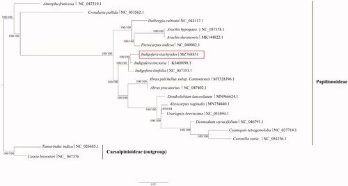 Figure 1. The maximum-likelihood tree based on the complete chloroplast genome sequences of Indigofera stachyodes Lindl. and related taxa within the family Fabaceae, branch support values were reported as SH-aLRT/UFBoot. The accession number of GenBank for each species is listed in the figure.