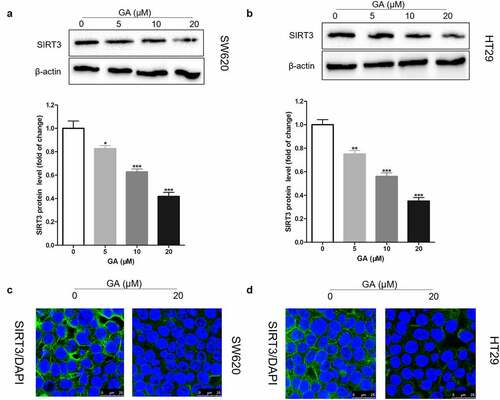 Figure 2. Glycyrrhizic acid inhibits SIRT3 protein expression in colorectal cancer cells. (a,b) Western blot analysis of SIRT3 protein expression in SW620 (a) and HT29 (b) cells after stimulating with 0, 5, 10 or 20 μmol/L glycyrrhizic acid for 24 hours. (c,d) Immunofluorescence analysis shows that SIRT3 is mainly expressed in the cytoplasm of SW620 (c) and HT29 (d) cells, and decreased expression of SIRT3 protein after stimulating with 20 μmol/L glycyrrhizic acid for 24 hours. Each test is repeated at least 3 times independently. * P < 0.05, ** P < 0.01 and *** P < 0.001 vs 0 μmol/L glycyrrhizic acid group.