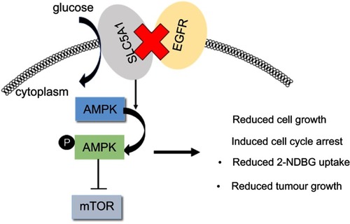 Figure 7 Reduced co-expressions of SLC5A1 with EGFR suppressed pancreatic cancer cell growth through AMPK/mTOR signaling.