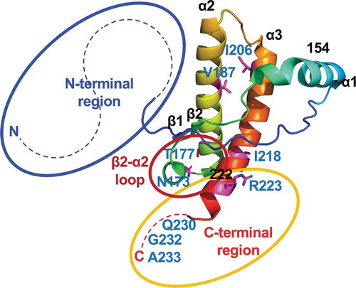 Figure 3. Regions responsible for the unique reactivity of rCerPrP in RT-QuIC. The three-dimensional structure of CerPrP (PDB ID: 4YXH) was drawn using open-source PyMOL. The regions responsible for the unique reactivity of rCerPrP, N- and C-terminal regions and the β2–α2 loop are shown using blue, yellow, and red circles, respectively. The aa of rCerPrP in the β2–α2 loop and C-terminus are shown in the single-letter notation. Hydrophobic aa differed between rCerN–Mo–CerCPrP and rCerPrP–173SMo/177NMo and regions in which rCerPrP are replaced with (aa 153–222) are shown around the structure. The side chains of aa with aa numbers except for three aa at C-terminal end were drawn with sticks and the aa residues were coloured indicated with magenta