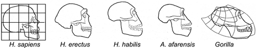 Figure 21. Encephalization as a pattern shift in brain and skull growth: differential rate and duration of growth underlies marked differences in skull and jaw shape (adapted from Dawkins Citation2004, with permission).