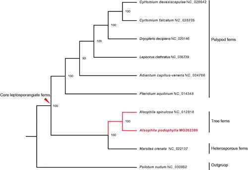 Figure 1. The maximum-likelihood phylogenetic tree based on the complete chloroplast genome sequences of nine monilophytes. Psilotum nudum is used as an outgroup. Numbers above the nodes are bootstrap values for 1000 replicates.