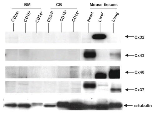 Figure 1. Analysis of Cx expression by CD34+, CD15+, and CD14+ bone marrow (BM) and cord blood (CB) cells and in mouse heart, liver, and lung by SDS-polyacrylamide gel electrophoresis. Mouse tissues were used as controls to verify that the antibodies were effective in staining Cx32, Cx43, Cx40, and Cx37. Protein addition to the lanes was monitored by staining the gels with tubulin antibodies. No connexins were detected in BM and CB cells.