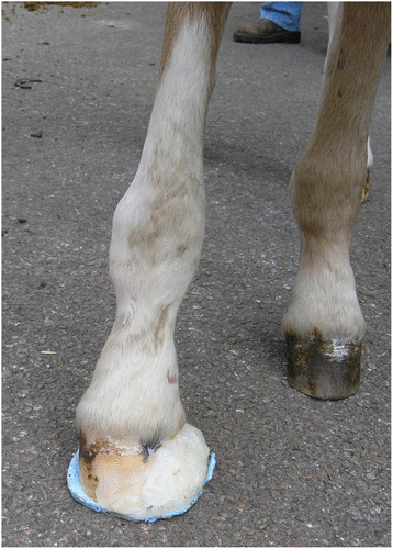 Figure 5: Medial acrylic extension shoe in a foal with a right fore fetlock valgus