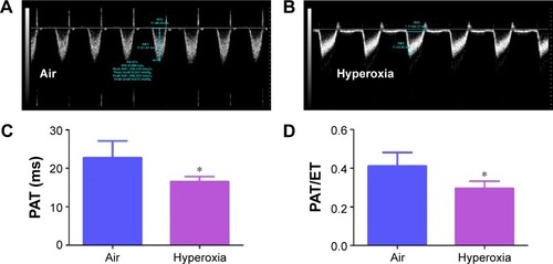 Figure 7 Hyperoxia exposure induces PH.Notes: Representative PWD Echo recording of PA blood flow obtained at 14 days of age from neonatal mice exposed to air (A) or hyperoxia (B). PAT (C) and PAT/ET ratio (D) were estimated from the PWD Echo recordings of the PA blood flow. Values are mean ± SD from four individual animals in each group from one experiment. Significant differences between air and hyperoxia groups are indicated by *P<0.05.Abbreviations: PWD, pulsed-wave Doppler; Echo, echocardiography; PA, pulmonary artery; PAT, pulmonary acceleration time; ET, ejection time; SD, standard deviation; PH, pulmonary hypertension.