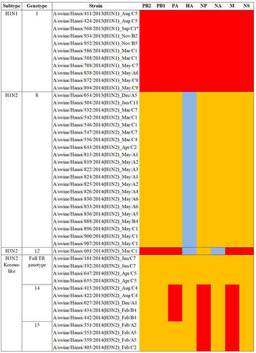 Fig. 1 Genotypes of the viruses isolated in Hanoi in 2013–2014.Genotype numbers were defined by Takemae et al.Citation28 Lineages: red: H1N1 Pandemic 2009; yellow: Triple-reassortant; blue: human-like