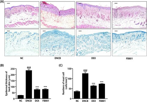 Figure 3. FB801 reduces dermal infiltration of inflammatory cells and mast cells in 2,4-Dinitrochlorobenzene (DNCB)-treated BALB/c mice. Cut dorsal skin was fixed with 10% buffered formalin, cut into 6-μm sections, and stained with hematoxylin and eosin (H&E, upper panel, bar: 100 µm) or toluidine blue (lower panel, bar: 100 µm). Photographs of each group represent images of all mice (n = 5). Images were taken at 200× magnification. (B) Epidermal thickness was analyzed for H&E stained sections. (C) The number of infiltrated mast cells in the dermis was examined after toluidine blue staining of skin sections. It was counted in five fields per mice. Data are expressed as mean ± SEM of five mice per group. ###P < 0.001 compared with the normal control (NC) group; ***P < 0.001 compared with DNCB-stimulated group.