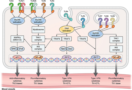 Figure 2. TLR activation pathways. TLRs play a crucial role in the recognition of microbial components and the initiation of immune responses. TLR1, TLR2, TLR4, TLR5, and TLR6 are expressed on the cell surface, where they primarily recognize microbe-derived lipopeptides, peptidoglycan, lipopolysaccharide (LPS), and flagellin, leading to inflammatory responses. TLR1 and TLR6 form heterodimers with TLR2 to execute their functions. TLR3, TLR7, TLR8, and TLR9 are located in intracellular vesicles, where they recognize dsRNA, ssRNA, and CpG DNA. MyD88 is a common signaling molecule utilized by all TLRs except TLR3. TLR3 uses TRIF as its signal transducer. TLR4 signaling molecule changes from MyD88 to TRIF once TLR4 relocates to endosomes. Upon binding to TLR ligands, MyD88 becomes activated, leading to the formation of the myddosome. Subsequently, the TAK1 complex and IKK complex are activated, which induces NF-κB. Activation of MyD88 by TLR2 results in the activation of MAPKs, leading to the activation of ERK. This, in turn, results in the induction of cFos protein and the activation of the transcription factor AP1. Activation of MyD88 by TLR7, TLR8, and TLR9 ligand binding can directly induce IRF7. TLR3 and TLR4 activation through TRIF leads to the induction of TRAF6 and TRAF3. TRAF3 activates TBK1 and IKKi and induces the transcription factor IRF3. Additionally, TRAF6 can activate TAK1 and IKK. Activation of various TLRs results in the activation of specific transcription factors, which influence the immune profile. Transcription factor AP1 promotes Th2-biased immune responses by stimulating the production of anti-inflammatory cytokines. NF-κB promotes the secretion of pro-inflammatory cytokines, inducing Th1-biased immune responses. Transcription factors IRF3 and IRF7 promote the secretion of type I IFN cytokines, along with the activation of CTL, contributing to Th1-biased immune responses. Abbreviations: TLR, toll-like receptor; ssRNA, double-stranded RNA; MyD88, myeloid differentiation factor 88; TRIF, TIR domain-containing adapter-inducing interferon-β; TAK1, transforming growth factor-β-activated kinase 1; IKK, IκB kinase; NF-κB, nuclear factor kappa-light-chain-enhancer of activated B cells; MAPKs, mitogen-activated protein kinases; ERK, extracellular signal-regulated kinase; AP1, dimeric transcription factor complex activator protein-1; IRF, induce interferon regulatory factor; TRAF, TNF receptor-associated factor; TBK, TANK-binding kinase; CTL, cytotoxic T lymphocytes.