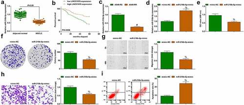 Figure 4. Elevating miR-216b-5p re-sensitizes A549-RR cells to radiation. (a). miR-216b-5p expression in NSCLC tissues; (b). Kaplan-Meier analysis of survival rate; (c). miR-216b-5p expression in A549-RS and A549-RR cells; (d). miR-216b-5p-mimic transfection elevated miR-216b-5p expression in A549-RR cells; (e-f). miR-216b-5p-mimic reduced A549-RR cell proliferation; (g). miR-216b-5p-mimic reduced A549-RR cell migration ability; (h). miR-216b-5p-mimic reduced A549-RR cell invasion ability; (i). miR-216b-5p-mimic elevated A549-RR cell apoptosis; Measurement data were presented as mean ± standard deviation. % vs. the mimic-NC group, P < 0.05.