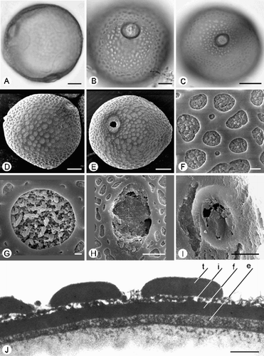 Fig. 4. Trichosanthes pollen. A–J. Subtype 4.1. A, F & J. T. pubera (Phonsena, De Wilde & Duyfjes 3926): (A) ±Polar view (LM, middle focus); (F) Reticulate ornamentation, SEM; (J) TEM of exine, showing tectum (t), granular infratectum (i), foot layer (f) and endexine (e). B, C. T. wallichiana: Equatorial views (LM, upper foci), showing costae and reticulate ornamentation. D. T. bracteata: Polar view, SEM. E. T. sepilokensis (SAN 143739): Equatorial view, SEM. G. T. pallida: Porate ectoaperture, SEM. H. T. wawrae (Cogniaux 57): Porate‐colpate aperture, SEM. I. T. species aff. laceribractea (Poilane 16778): Endoaperture with costa, SEM. Scale bars – 20 µm (C); 10 µm (A, B, D, E); 5 µm (H, I); 1 µm (F, G, J).