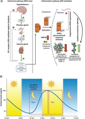 Figure 1. Pathways for circadian-inflammatory relationship.(A) Depicts the relationship between the endocrinal HPA axis pathway and inflammation pathway (TNF-α), (B) Schematic depicting diurnal cycling of cortisol over the period of 24 h.HPA: Hypothalamic–pituitary–adrenal.