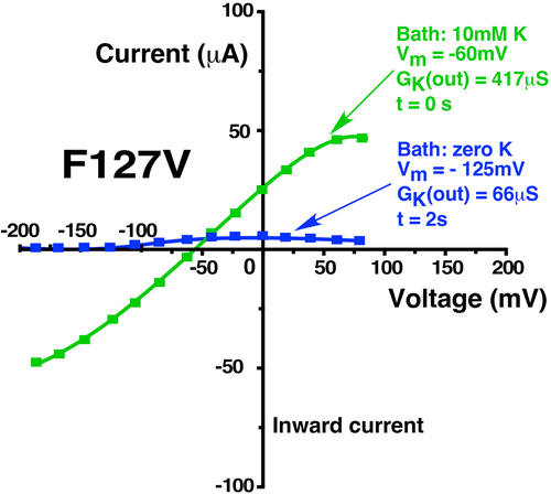 Figure 9. Representative example of a rapid decrease in F127V whole-cell outward conductance following replacement of 10 mM bath K with a zero K solution plus 15 mM 18-Crown ether (a K chelator) in Ca free conditions. Note the shift in reversal potential upon switching the bath from 10 mM K (−60 mV) to nominally zero K (−125 mV), assuming an oocyte internal [K] = 100 mM, as in previous protocols.