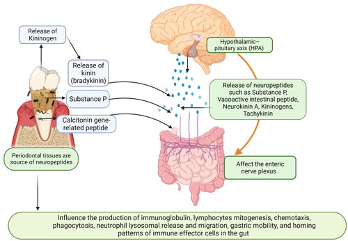 Figure 5. Schematic representation explaining how periodontal tissues are linked to the Central nervous system and gut: the Central nervous system (CNS) is linked with the gut via the hypothalamic–pituitary axis (HPA). Various neuropeptides such as substance P, vasoactive intestinal peptide (VIP), calcitonin gene-related peptides, neurokinin A (NKA), kininogens, and tachykinin serve as a major link between the enteric nervous system (ENS), CNS, and gut. Periodontal bacteria also increase the release of kininogens and substance P. These neuropeptides affect the enteric nervous systems (vagal and mesenteric nerves and affect gut mobility, gastric acid secretion, and release of inflammatory mediators. These neuropeptides act as intracellular signaling molecules and directly influence the production of immunoglobulin, lymphocyte mitogenesis, chemotaxis, phagocytosis, neutrophil lysosomal release and migration, and homing patterns of immune effector cells in the gut (created in Biorender).
