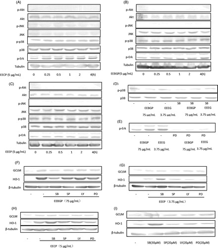 Figure 6. The regulation roles of MAPKs. (A–C) The stimulation effects of EEEP, EEBGP and EECP on the expression of MAPKs. (D–E) To determine the inhibition effects of the inhibitors on p38 and Erk, RAW264.7 cells were pre-treated with SB203580 or PD98059 for 0.5 h and then cultured in the presence or absence of EEEP, EEBGP and EECP for 1 h. (F–I) To confirm that the expression of HO-1, GCLM and TrxR1 was regulated by p38/p-p38 kinase or Erk/p-Erk kinase, RAW264.7 cells were pre-treated with SB203580 or PD98059 for 0.5 h and cultured in the presence or absence of EEEP, EEBGP and EECP for 5 h, then the medium was removed, and the cells were cultured with new medium for an additional 4 h. All the genes expressed at protein level were detected by western blot and β-tubulin was used as an internal reference.