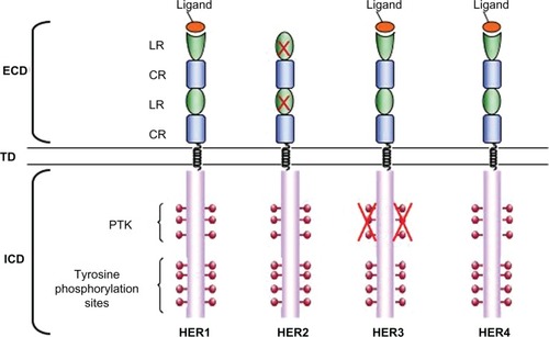 Figure 1 HER family receptors. Epidermal growth factor family (ErbB) receptors are characterized by an extracellular domain (ECD), consisting of two Leu-rich ligand-binding subdomains (LR) and two Cys-rich subdomains (CR), a α-helical transmembrane domain and a intracellular domain (ICD), comprising the catalytic protein tyrosine kinase subdomain (PTK) and multiple regulatory tyrosine residues which become phosphorylated on receptor activation. The crosses on the human epidermal growth factor receptor 2 (HER2) ligand-binding domains indicate their lack of functionality and on HER3 protein tyrosine kinase subdomain indicate that it is catalytically inactive.