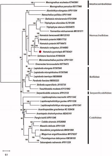 Figure 1. Phylogenetic relationships among 33 complete mito-genomes of Cobitoidea and 2 fishes of Macrognathus in the family of Mastacembelidae by maximum likelihood (ML) methods under the G + I nucleotide substitution model. The bootstrap support as computed from 1000 replicates and the bootstrap support values are given at the nodes. Macrognathus aculeatus (KT443991) and Macrognathus pancalus (KX177966) was used as outgroups. ●Homatula pycnolepis (MT783421) was the sample in this study.