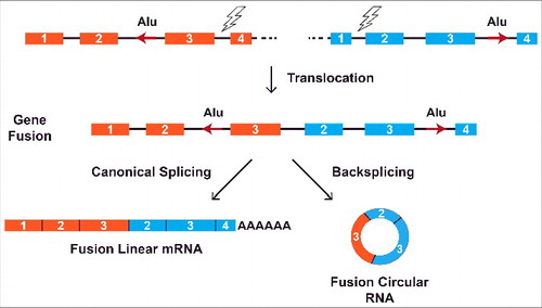 Figure 4. Chromosomal translocations can lead to aberrant circular RNA expression. Rearrangements between nonhomologous regions can result in the joining of 2 previously separate genes (colored orange and blue). Regulatory sequences, such as intronic Alu repeats (red arrows), that flank the translocation breakpoint become juxtaposed when the fusion gene is transcribed. This can lead to the formation of aberrant circular RNAs when complementary repeat sequences base pair to one another. Recent work has demonstrated that these fusion circular RNAs then act with the fusion mRNA/protein to drive cancer development.Citation78.