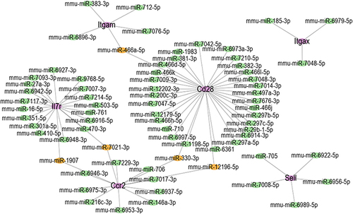 Figure 8 miRNA prediction with miRWalk. Interaction network between six hub genes and their targeted miRNAs. The purple ellipses represent hub Genes. The green ellipses represent miRNAs and the Orange ellipses represent common miRNAs between hub genes.