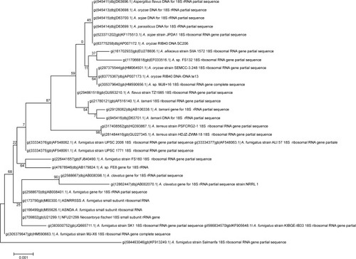 Figure 2 Phylogenetic tree showing interrelationship of Aspergillus luteus (KF913249) with closely related species of Aspergillus sp. and other related genera.Notes: The tree is generated by neighbor joining of top 27 sequences from BLAST using FigTree software. Bootstrap values expressed as percentage of 1,000 replications are indicated on nodes. The name of each type strain for comparative position with isolate is shown in parenthesis. The isolated strain represented by its accession number KF913249 and its distinct position in the radii of phylogenetic tree indicates a novel species of Aspergillus.