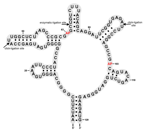 Figure 2. Secondary structure of the ypaA aptamer domain: Sites of successful ligation are indicated with arrows. AP marks the positions of 2-AP modification.