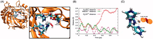 Figure 5. (A) Model used for MD simulations at QM/MM level. Water molecules are included in the calculation but are not shown for clarity. The QM box is reported and QM atoms are explicitly reported in the inset. (B) Time evolution of the O2/Zn2+, Wat/Zn2+ and O2−/Zn2+ distance. Here Wat represents the water molecule displacing O2 from the binding site, as described in the main text. (C) Geometry and bonding features of the complex in the small gas phase model. The numbers represent the bond order obtained by the QTAIM approach. Numbers in brackets and without brackets refer to the O2/Zn2+ and O2−/Zn2+ complex, respectively. The orange surface represents the O2−/Zn2+ complex HOMO density isosurface, computed at a density of 0.05 e−/Å3.