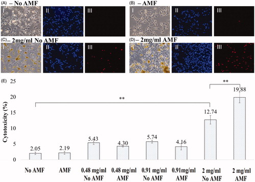 Figure 5. (A–D) Phase contrast and fluorescent images of SH-SY5Y cells. (A) No AMF, (B) AMF for 30 min, (C) 2 mg/mL MNP + No AMF, (D) 2 mg/mL MNP + AMF for 30 min. (I) Phase contrast, (II) Hoechst stain, (III) propidium iodide. (E) Bar chart showing the percentage of cytotoxicity in SH-SY5Y cells under different conditions (No AMF, AMF for 30 min, 2 mg/mL MNP + No AMF, 2 mg/mL MNP + AMF for 30 min). Data shown are the mean ± SD of N = 3.