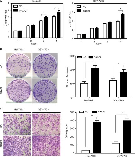 Figure 3 PRAF2 promotes cell proliferation and migration in vitro.Notes: (A) Cells cultured in 96-well plates were transfected with a PRAF2-expressing vector for 4 days. Cell viabilities were determined using MTT assays. (B) Cells stably expressing PRAF2 were cultured with 400 µg/mL G418 for 2 weeks. The number of colonies was calculated and depicted in the histogram. Data are represented as the mean + SEM of three independent experiments (magnification, ×100). (C) The effects of PRAF2 on cell migration were determined by transwell assays, using cells with PRAF2 overexpression. The quantification of three randomly selected fields is shown. *P<0.05; **P<0.01 (magnification, ×100).Abbreviations: NC, Negative control; PRAF2, prenylated Rab acceptor 1 domain family member 2.