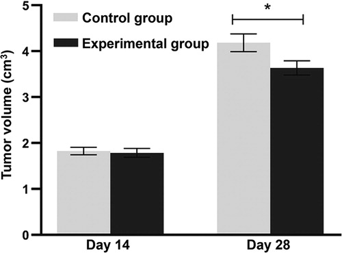 Figure 1. Lewis lung tumour volumes in mouse model. Experimental group (n = 10) received caudal vein injection of 1 × 106 hucMSCs each week for consecutive two weeks. Control group (n = 10) received caudal vein injection of equal amount of saline at the same time. *p < 0.05 compared with control group at the same time point.