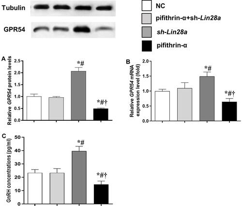 Figure 4 The protein and mRNA expression levels of GPR54 in GT1-7 cells with p53 and/or Lin28a inhibition after kisspeptin stimulation. (A, B) are the relative protein and mRNA levels of GPR54, respectively. (C) Is the GnRH concentrations in the cell culture media. Results are expressed as mean±SD; *p<0.05 vs control; #p<0.05 vs cells with both p53 and Lin28a inhibition; †p<0.05 vs cells with Lin28a suppression.