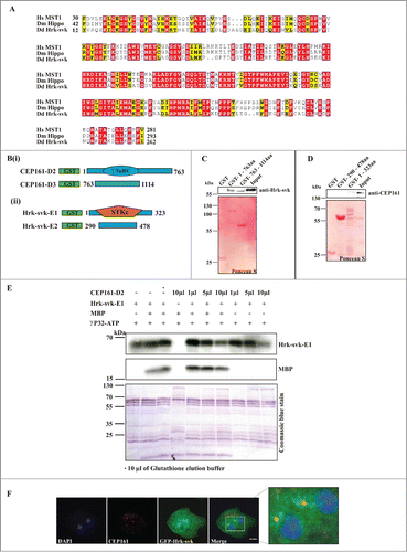 Figure 5 (See previous page). DdCEP161 as a novel interacting partner of DdHrk-svk. (A) Sequence alignment for the Serine/Threonine protein kinase domain of Human (Hs) MST2 (NP_006272.2), Drosophila (Dm) Hippo (NP_611427.1) and Dictyostelium (Dd) Hrk-svk (DDB_G0286359). The numbers indicate the position of the amino acid sequence of the STK domain in the respective proteins. Color code: Red background, identical residues; yellow background, similar residues. (B) GST-tagged polypeptides for (i) CEP161 and (ii) Hrk-svk. (C) CEP161 interacts with Hrk-svk. Pull down assay with GST-tagged residues 1-763 and 763-1114 of CEP161. (D) Pull down assay with GST-tagged residues 290-478 and 1-323 of Hrk-svk. AX2 cell lysates were used for the pull downs in C and D. The blots were probed with the indicated antibodies. The GST-fusions were revealed by Ponceau S staining. (E) Phosphorylation assay. GST-CEP161-D2 negatively regulates the auto- and trans-phosphorylation abilities of GST-Hrk-svk-E1. MBP, myelin basic protein. (F) Immunofluorescence analysis showing the colocalization of CEP161 with GFP-tagged Hrk-svk in AX2 cells. CEP161 was detected by mAb K83-632-4, nuclei were stained with DAPI. Size bar, 5 μm.