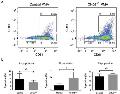Figure 4. PMA increases megakaryocytic characteristics in CHD2 KO K-562 cells. (a) Representative flow cytometry chart for CHD2 KO versus control sample with PMA treatment (5 nM for 24 h) and the percentage of CD61 and CD41 surface markers in three different population: P1, P2, P3. (b) Bar graphs show proportions of different cell populations for CD61 and CD41 markers for CHD2 KO versus control samples. Data are represented as means ± SD. The p-values were calculated using an unpaired t-test with Welch’s correction (P = 0.0427 for P2) (n = 5).
