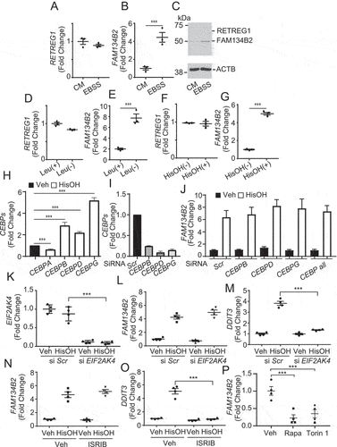 Figure 1. Starvation and AAD induce FAM134B2 through a pathway independent of CEBPs, EIF2AK4 and MTOR. (A, B) RETREG1 and FAM134B2 mRNA expression in HeLa cells treated with EBSS or complete DMEM (CM). (C) FAM134B2 protein expression in HeLa cells treated with EBSS. HeLa cells were treated with EBSS for 6 h. (D, E) RETREG1 and FAM134B2 mRNA expression in HeLa cells treated with leucine-deficient media. HeLa cells were treated with DMEM lacking Leucine for 6 h. (F, G) RETREG1 and FAM134B2 mRNA expression in HeLa cells treated with a Histidine antagonist, HisOH. (H) CEBP mRNA expression in HeLa cells treated with HisOH. HeLa cells were treated with DMEM containing 2 mM HisOH for 6 h. (I) CEBP mRNA expression in HeLa cells treated with CEBP RNAi. (J) FAM134B2 mRNA expression in HeLa cells treated with CEBP RNAi in the presence of HisOH. HeLa cells were treated with 10 nM RNAi in the presence of RNAi Max for 16 h and then treated with 2 mM HisOH for 6 h. (K–M) EIF2AK4, FAM134B2 and DDIT3 expression in HeLa cells treated with EIF2AK4 RNAi and HisOH. HeLa cells were treated with 10 nM RNAi in the presence of RNAi Max for 16 h and then treated with 2 mM HisOH for 6 h. (N, O) FAM134B2 and DDIT3 expression in HeLa cells treated with ISRIB and HisOH. HeLa cells were treated with 200 nM ISRIB for 2 h and then treated with 2 mM HisOH for 6 h. (P) Effect of MTOR on the mRNA expression of FAM134B2. HeLa cells were treated with MTOR inhibitors [rapamycin (Rapa), 100 nM and Torin 1, 1 μM] for 6 h. ***P < 0.001.