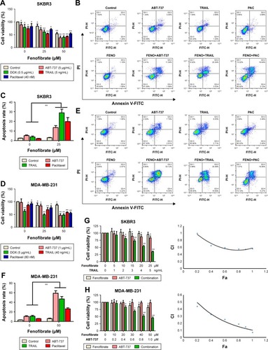 Figure 2 Fenofibrate potentiates chemosensitivity to human breast cancer by modulating apoptosis.Notes: (A) SKBR3 cells treated with indicated concentrations of fenofibrate alone and/or combined with indicated concentrations of paclitaxel, TRAIL, ABT-737, and doxorubicin for 24 hours. Cell viability was determined by the MTT assay. Each point represents the mean of the data of three independent experiments; bars represent SD; *P<0.05 vs control; **P<0.01 vs control. (B, C) SKBR3 cells treated as A without doxorubicin treatment. After that, cells were subjected to Annexin-V-FITC and PI staining. Flow cytometry assay was performed to detect the percentage of apoptotic cells. Data are presented as mean ± SD, n=3. **P<0.01 vs control. (D) MDA-MB-231 cells treated with indicated concentrations of fenofibrate alone and/or combined with indicated concentrations of paclitaxel, TRAIL, ABT-737, and doxorubicin for 24 hours. Cell viability was determined by the MTT assay. Each point represents the mean of the data of three independent experiments; bars represent SD; *P<0.05 vs control; **P<0.01 vs control. (E, F) MDA-MB-231 cells treated as D without doxorubicin treatment. **P<0.01 vs control. SKBR3 cells (G) were treated with indicated concentrations of fenofibrate and TRAIL, and MDA-MB-231 cells (H) were treated with indicated concentrations of fenofibrate and ABT-737. MTT assay was performed and the data were analyzed by Chou-Talalay method (combination index >1 indicates antagonism, =1 indicates additivity, and <1 indicates synergy).Abbreviations: DOX, doxorubicin; TRAIL, tumor necrosis factor-related apoptosis-inducing ligand; PI, propidium iodide; FENO, fenofibrate; PAC, paclitaxel; FITC, fluorescein isothiocyanate.