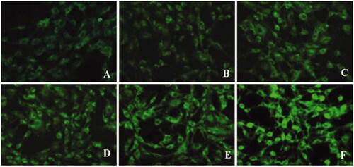 Figure 12. Fluorescence images of C6 cells after incubation with lipid core (A–C) and m-d-rHDL (D–F) at 37 °C for 1 h, 2 h, and 4 h, respectively.