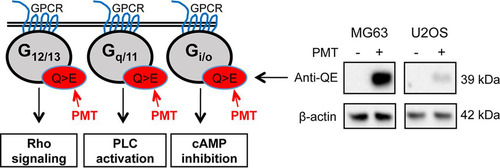 FIG 1 PMT activates G-alpha subunits. (A) Schematic representation of general G-protein signaling and downstream signaling pathways showing PMT activation of G-alpha subunits by specific glutamine deamidation (Q > E) (red). Western blot analysis of MG63 and U2OS cells left unstimulated or stimulated with PMT (40 ng/ml, 24 h) confirms the PMT modification of G-alpha subunits using a specific anti-QE antibody. A similar induction was observed in HEK293T cells (not shown). β-Actin expression was used as a loading control.
