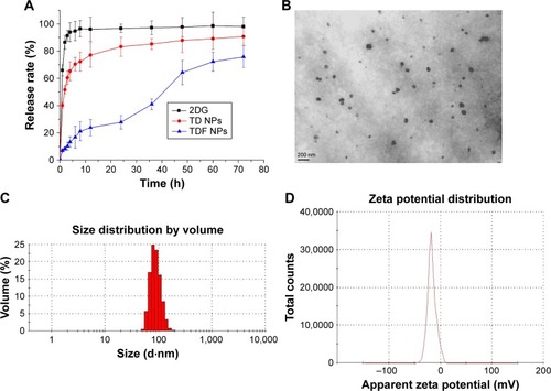 Figure 2 The synthesis and characterization of TDF NPs.Notes: Drug release from TDF NPs was measured by a dialysis method in (A); (B) TEM image, (C) size distribution and (D) zeta potential of TDF NPs.Abbreviations: α-TOS, α-tocopheryl succinate; 2-DG, 2-deoxy-d-glucose; TDF NPs, α-TOS-2-DG-loaded and folate receptor-targeted nanoparticles; TEM, transmission electron microscope; TD NPs, 2-DG- and α-TOS-loaded CStSa micelles without FA-BSA grated.