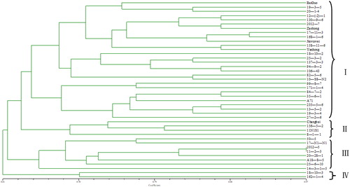 Figure 3. Dendrogram of S. chinensis germplasms generated using the unweighted pair group method with arithmetic mean.