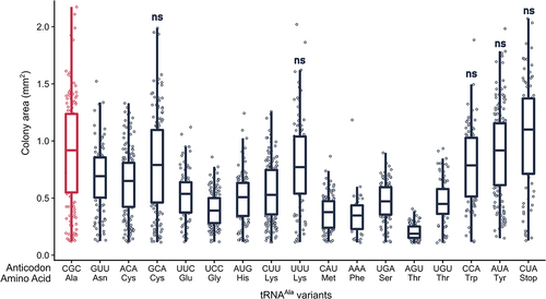 Figure 4. Overexpressing some but not all tRNAAla variants reduce growth. Strain BY4742 was transformed with 1.0 µg of a URA3 multicopy plasmid containing each tRNAAla anticodon variant, plated on medium lacking uracil and grown at 30°C. Transformants were imaged after 48 hours (raw images are in Figure S4) and colony area was quantified using the ImageJ ‘Watershed’ package. Each point represents one colony and horizontal bars at the center of each boxplot represent median colony size. Median colony size of each variant was compared to the control tRNAAlaCGC(Ala) (shown in red) using a Wilcoxon rank sum test with Bonferroni correction to determine significance (see Table S7 for p-values). Variants lead to a statistically significant decrease in growth (p < 0.01) unless denoted by ‘ns’.