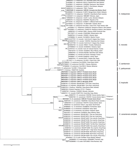 Fig. 39. Phylogenetic tree presenting consensus topology from Maximum likelihood analysis and Bayesian inference based on LSU sequences. Operational taxonomic units (OTUs) are identified by: GenBank acession number/species name/strain code/place of origin (when available). Numbers at nodes are bootstrap values from ML analysis and posterior probabilities from BI, respectively (cut-off = 50% for both analysis). New sequences published in this study are displayed in bold.